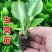 生菜苗秧苗耐寒快速生长基地直发质量保证全国发货