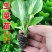 生菜苗秧苗耐寒快速生长基地直发质量保证全国发货