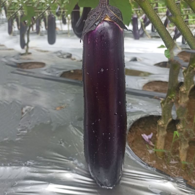 黑胖子长茄早熟甜糯烧烤茄子种子皮薄紫黑色甜糯四季蔬菜长茄