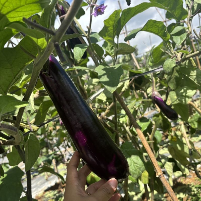 黑胖子长茄早熟甜糯烧烤茄子种子皮薄紫黑色甜糯四季蔬菜长茄