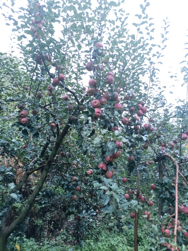 昭通冰糖心苹果
