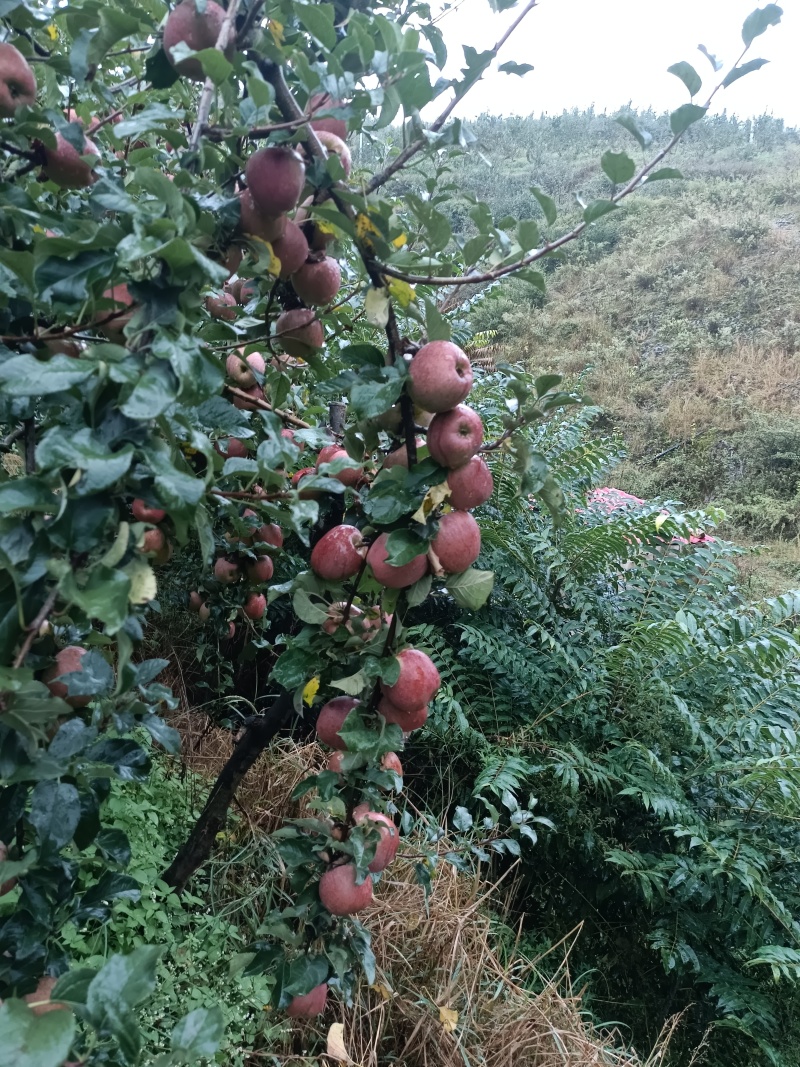 昭通冰糖心苹果