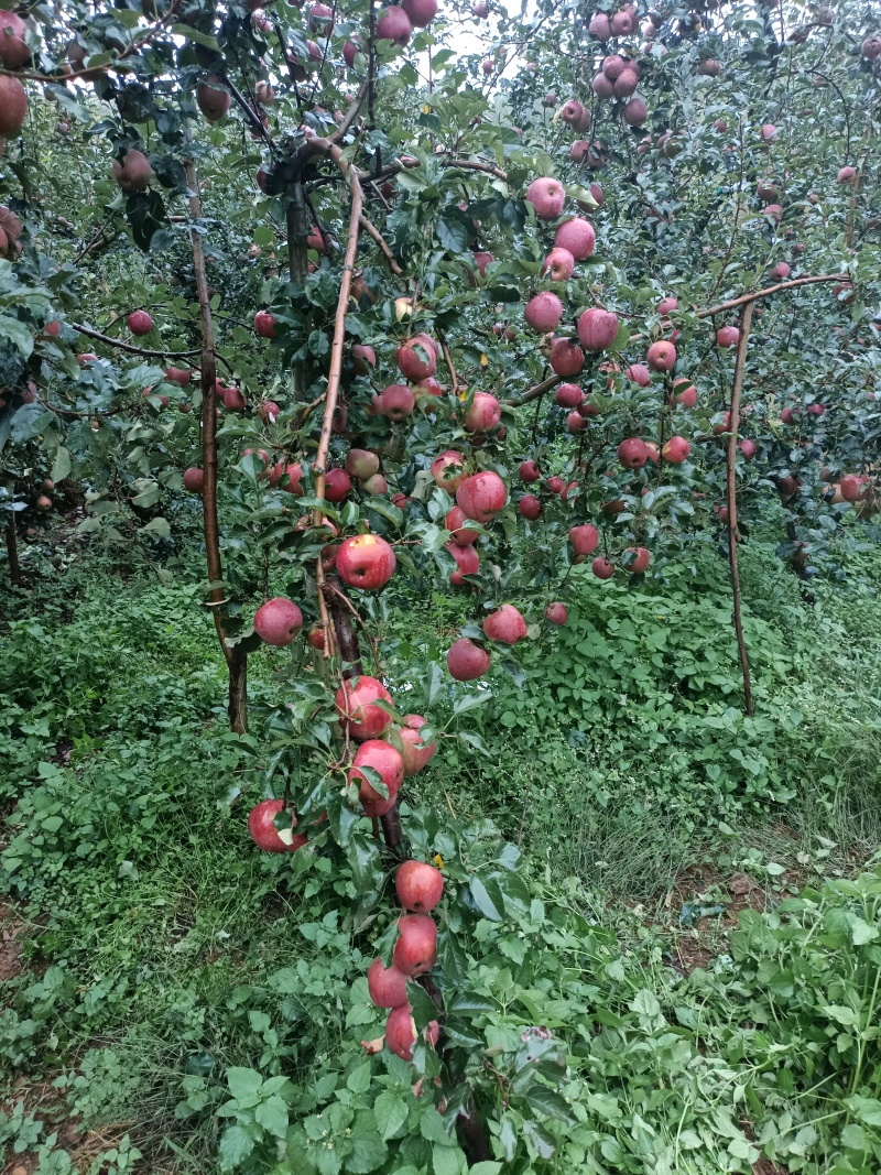 昭通冰糖心苹果