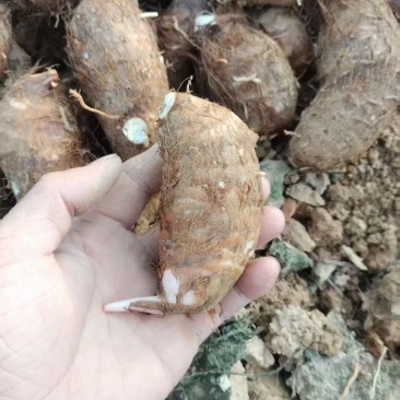 自己种的红牙芋，非常好吃