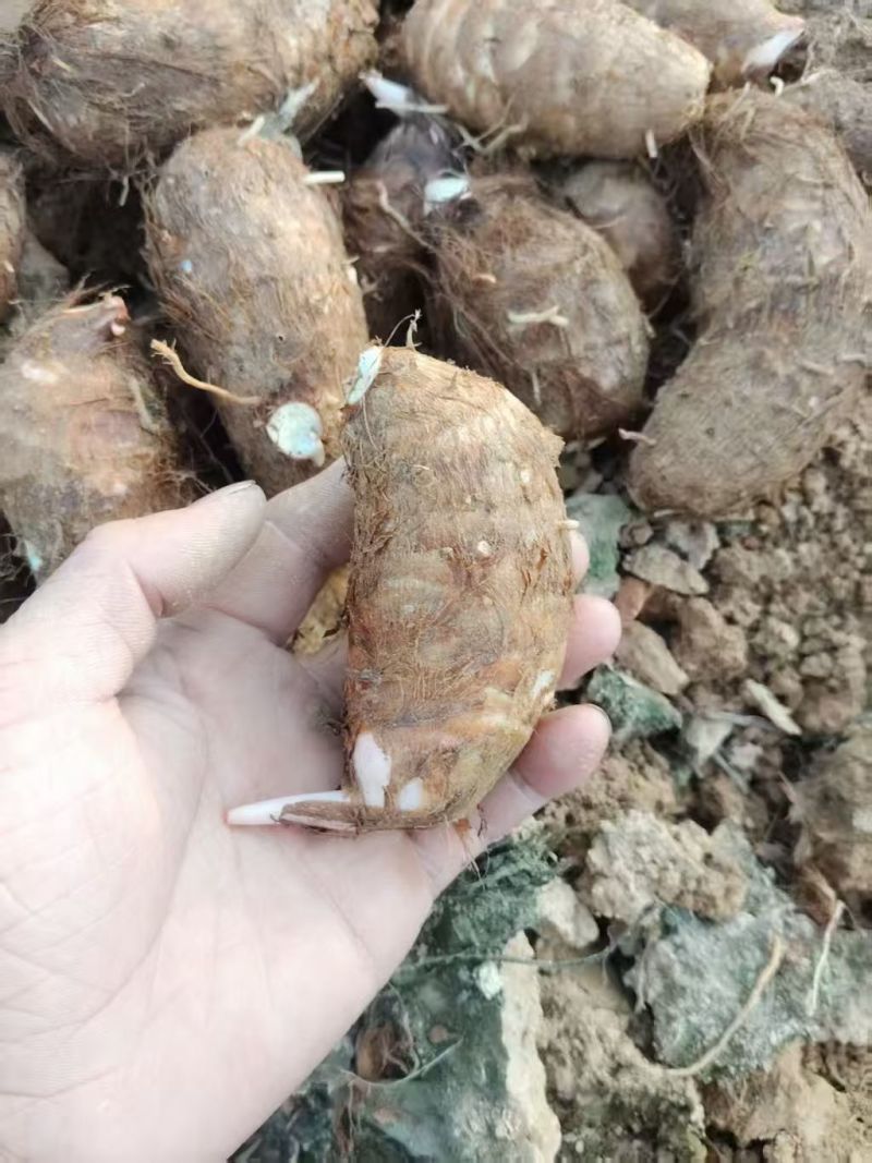 自己种的红牙芋，非常好吃
