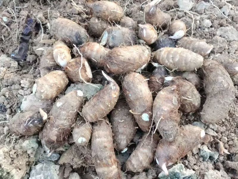 自己种的红牙芋，非常好吃