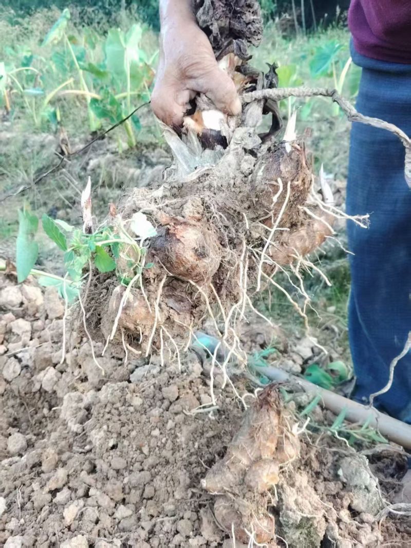 自己种的红牙芋，非常好吃