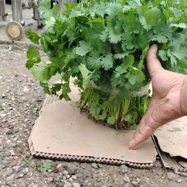 精品香菜大量有货