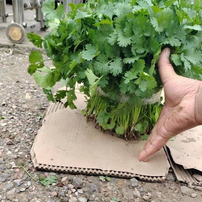 精品香菜大量有货