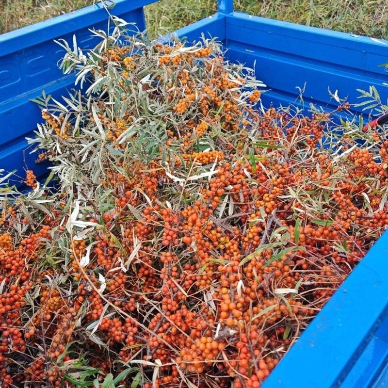 沙棘果大量出售