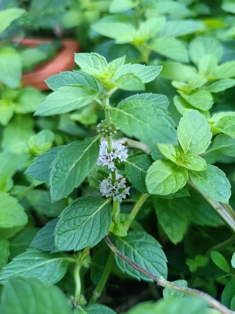薄荷油