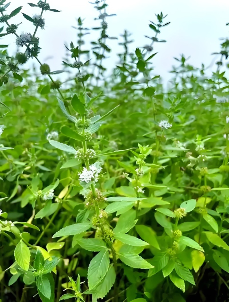 薄荷油