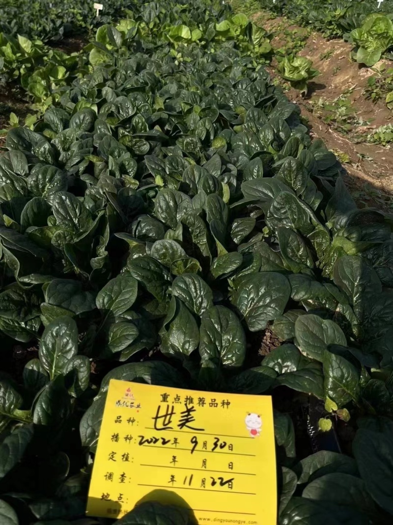 世美菠菜丹麦纯进口菠菜种子厚叶黑圆叶趴地菠菜种子耐热耐寒