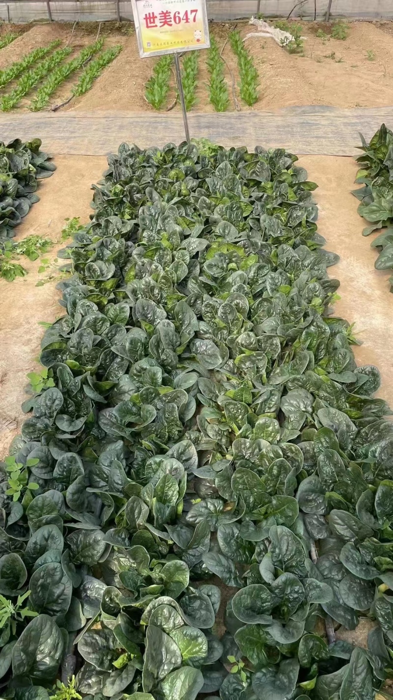 世美菠菜丹麦纯进口菠菜种子厚叶黑圆叶趴地菠菜种子耐热耐寒