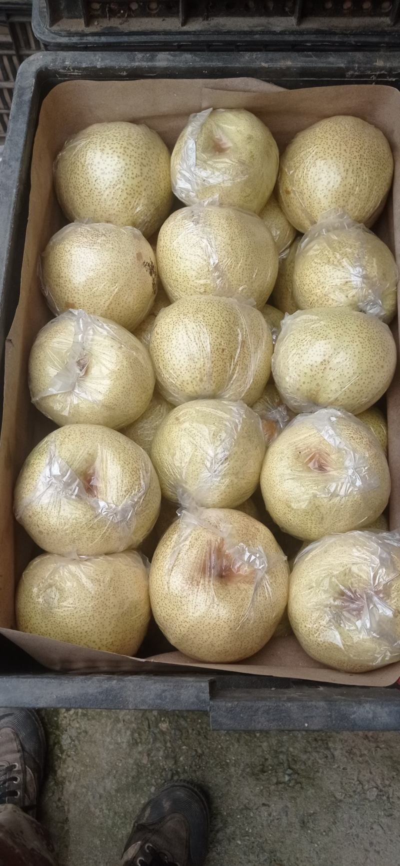 白酥梨