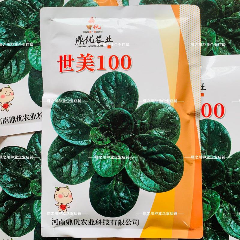 世美100趴地菠菜种子丹麦进口杂交黑亮厚圆叶趴地菠菜种子