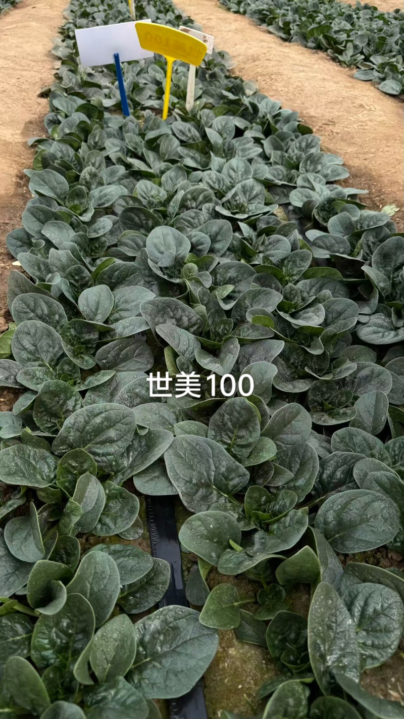 世美100趴地菠菜种子丹麦进口杂交黑亮厚圆叶趴地菠菜种子