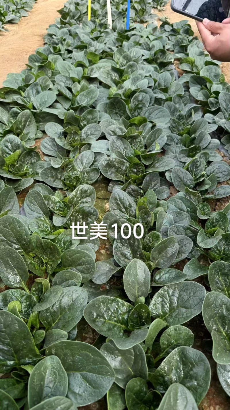 世美100趴地菠菜种子丹麦进口杂交黑亮厚圆叶趴地菠菜种子