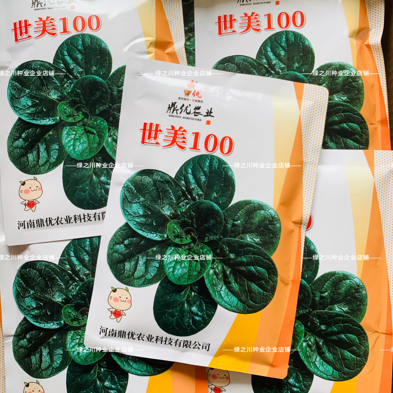 世美100趴地菠菜种子丹麦进口杂交黑亮厚圆叶趴地菠菜种子