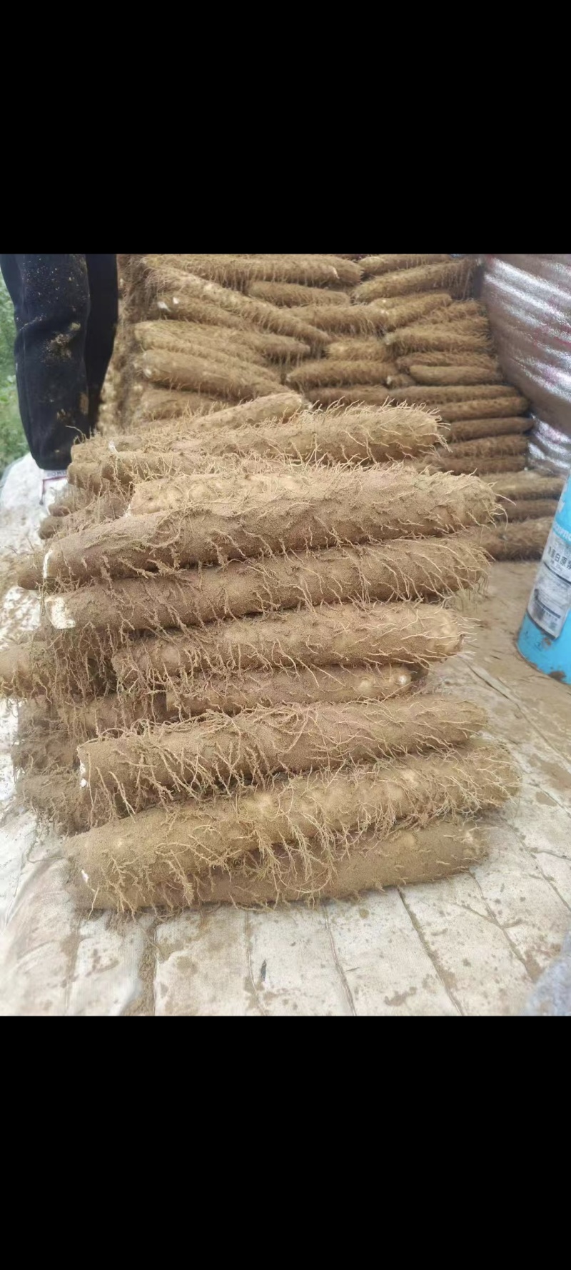 榆林优质白玉山药