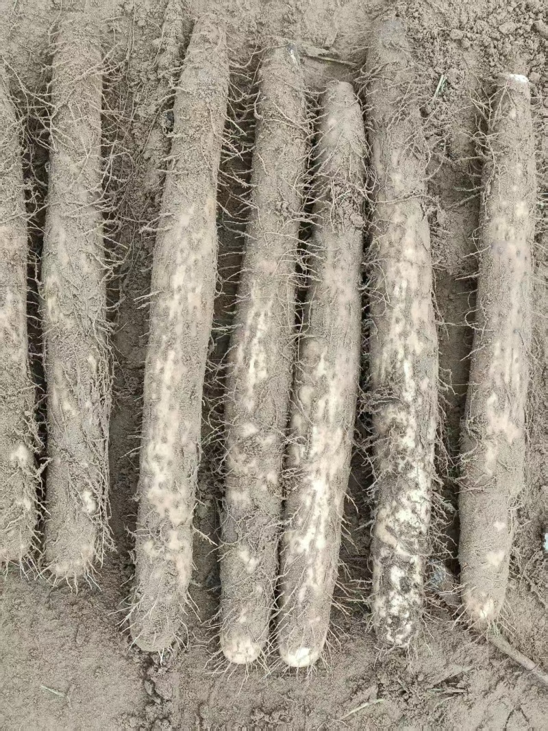 榆林优质白玉山药