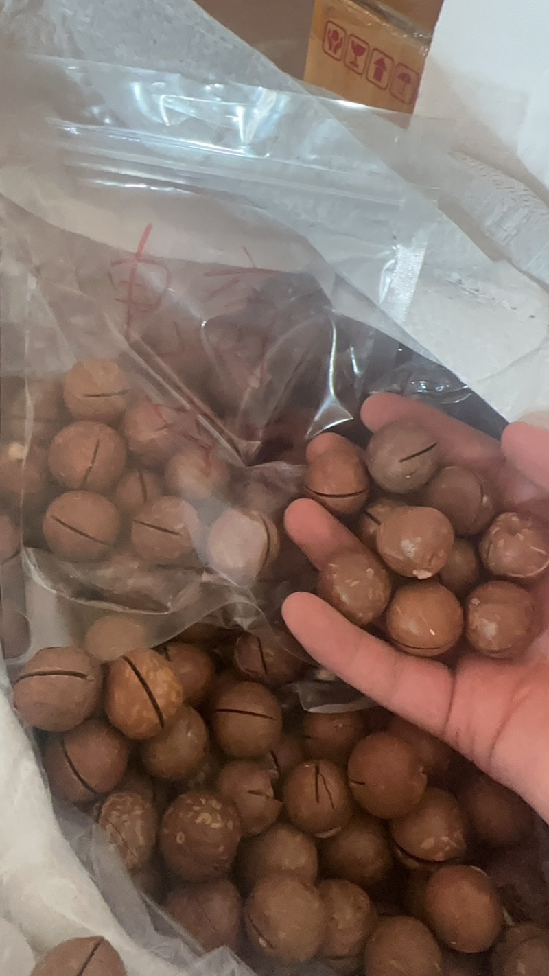 夏威夷果落地果