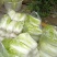 大白菜。大葱