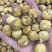 新疆无花果，土耳其进口品质无花批发，全国发货，量大私聊！