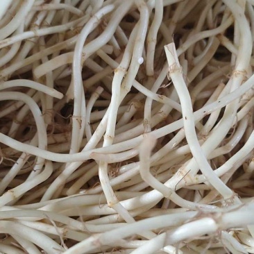 湖北宜昌鱼腥草，产地直发品质保证，欢迎各地老板来电洽谈