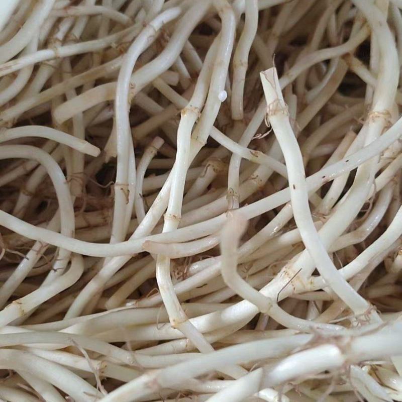 湖北宜昌鱼腥草，产地直发品质保证，欢迎各地老板来电洽谈
