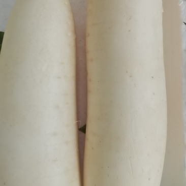 榆林白萝卜