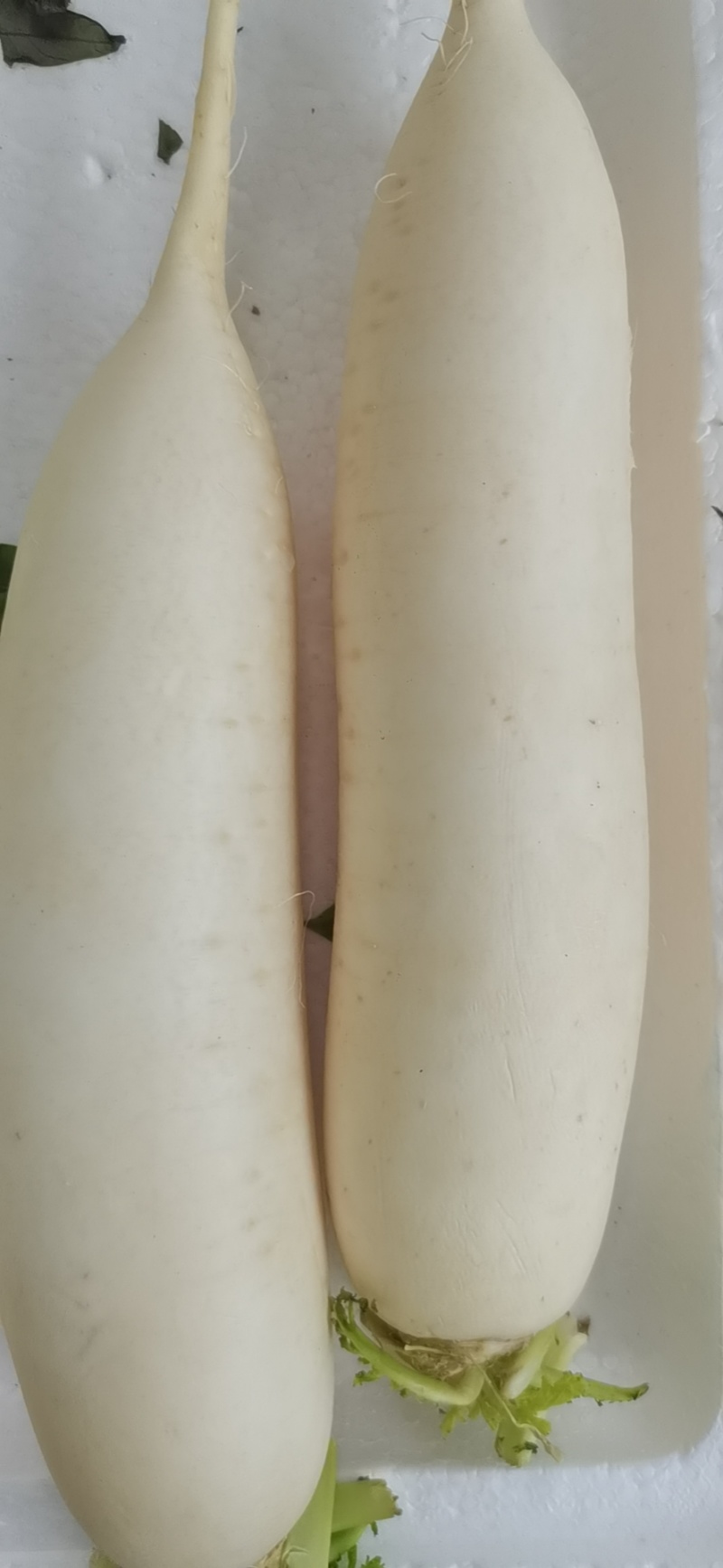 榆林白萝卜