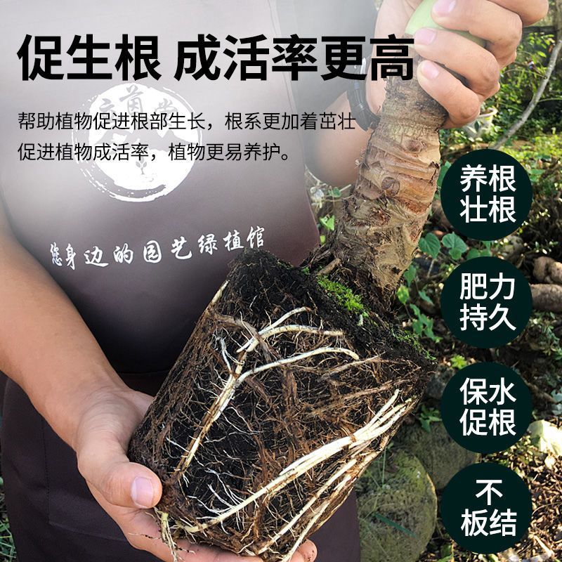 云南怒江森林腐植土