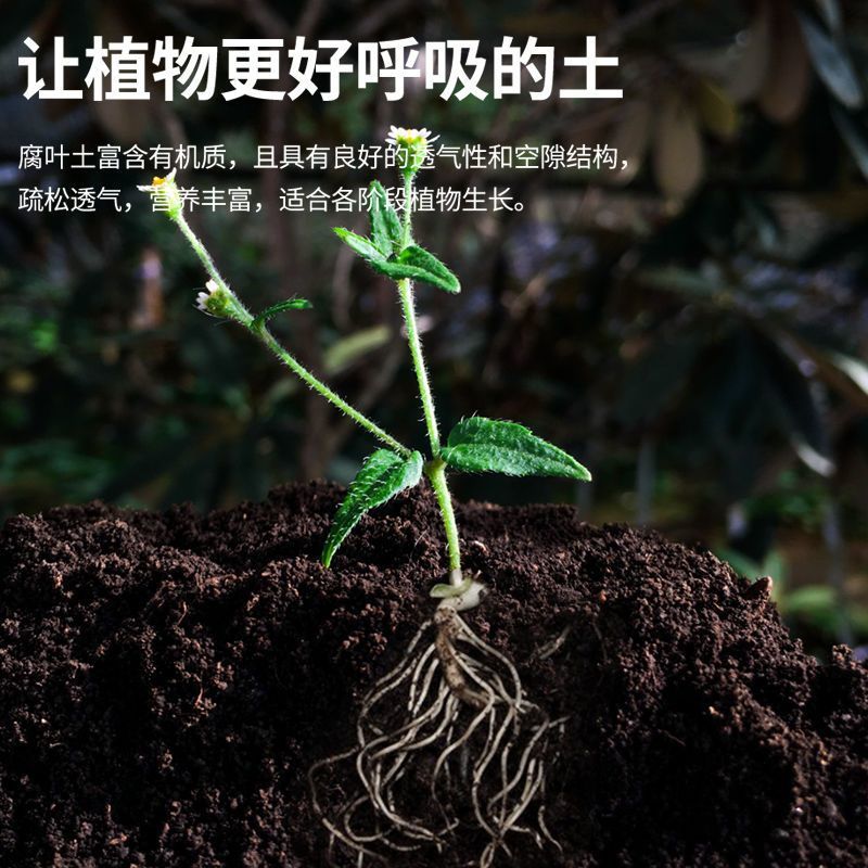 云南怒江森林腐植土