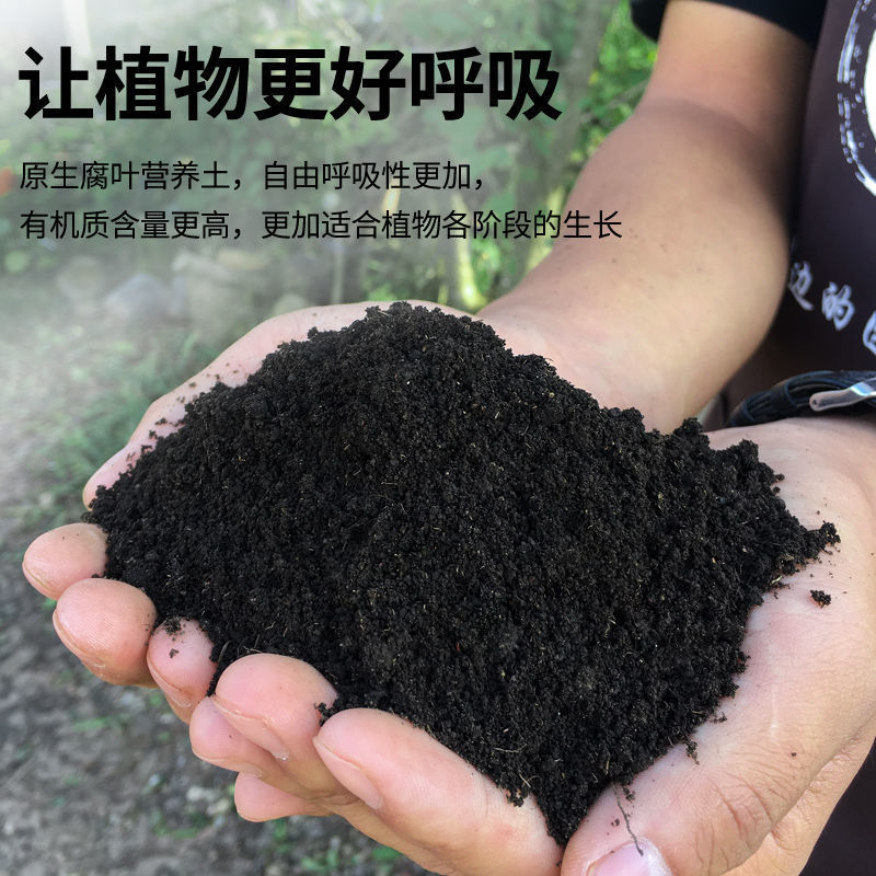 云南怒江森林腐植土