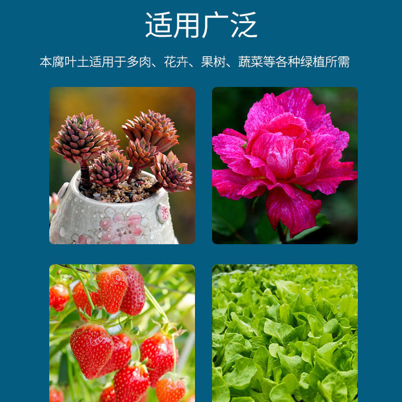 云南怒江森林腐植土