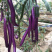 托马斯茄子种子早熟细长型紫红长茄种籽春秋播长线茄杭茄种子