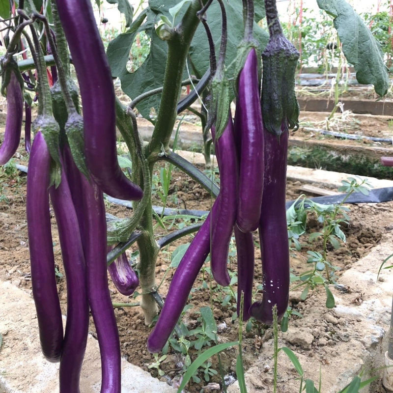 托马斯茄子种子早熟细长型紫红长茄种籽春秋播长线茄杭茄种子