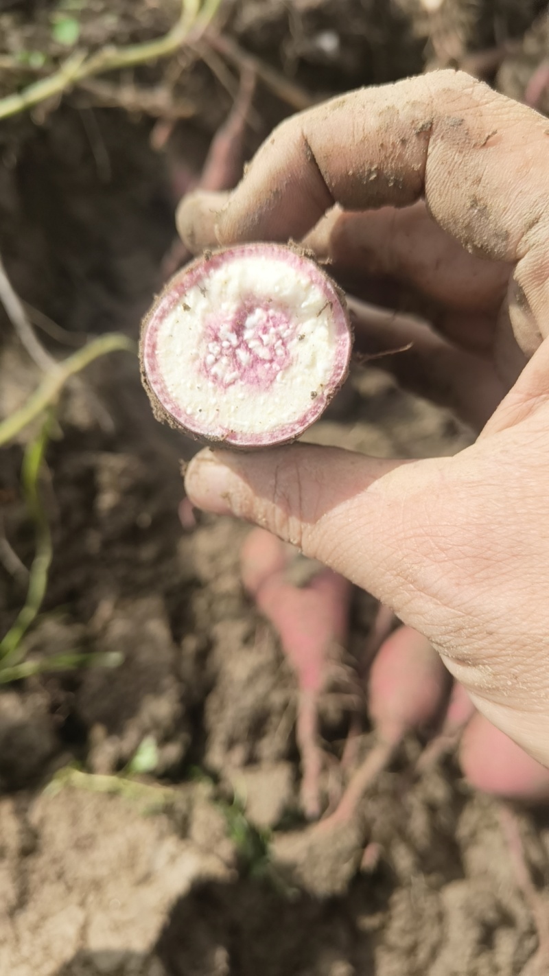 冰淇淋红薯