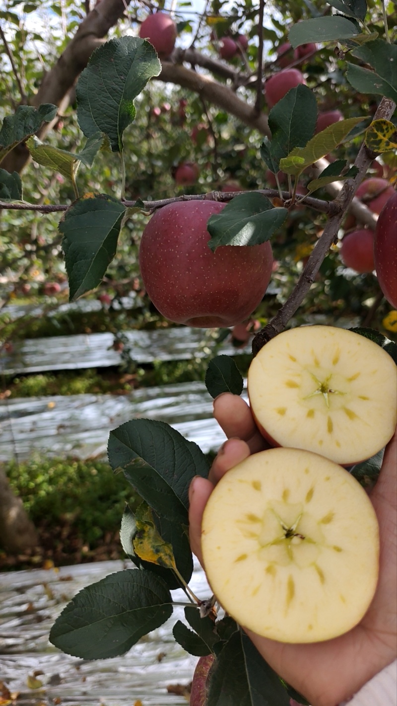糖心丑苹果大量上市了，有需要的联系我