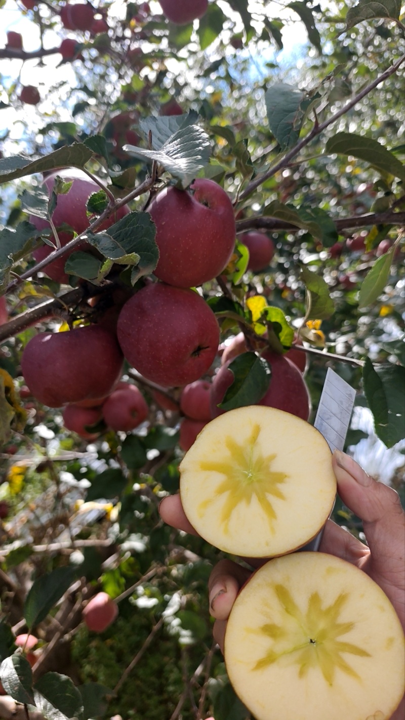 糖心丑苹果大量上市了，有需要的联系我
