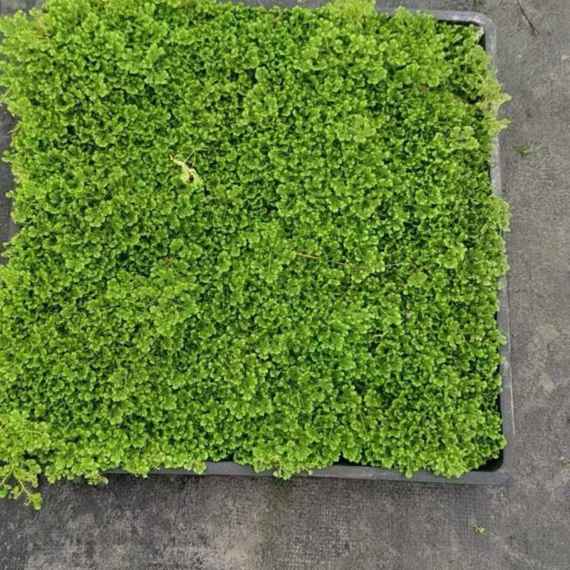 翠云草180杯、方盘36X36cm，基地有量，欢迎订购。