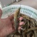 中国对虾，盐汪子虾，现捕鲜活***********