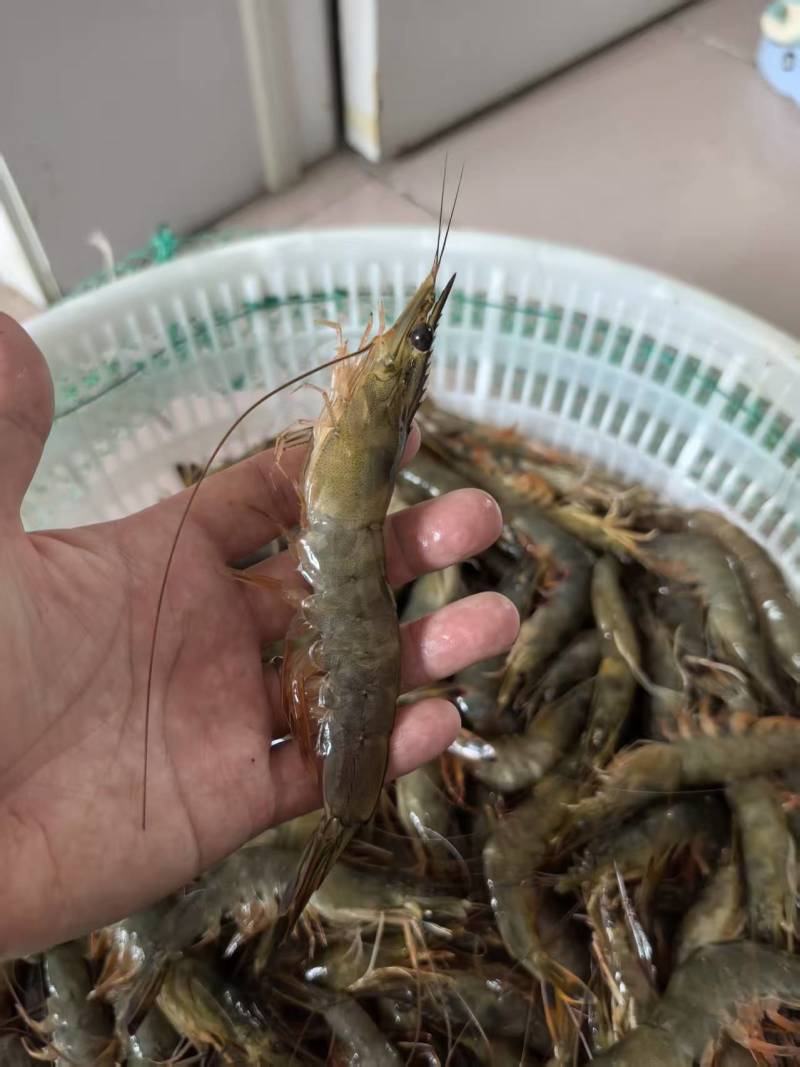 中国对虾，盐汪子虾，现捕鲜活***********