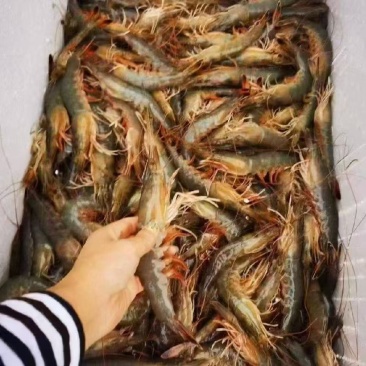 中国对虾，盐汪子虾，现捕鲜活***********