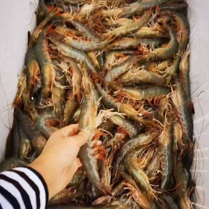 中国对虾，盐汪子虾，现捕鲜活***********