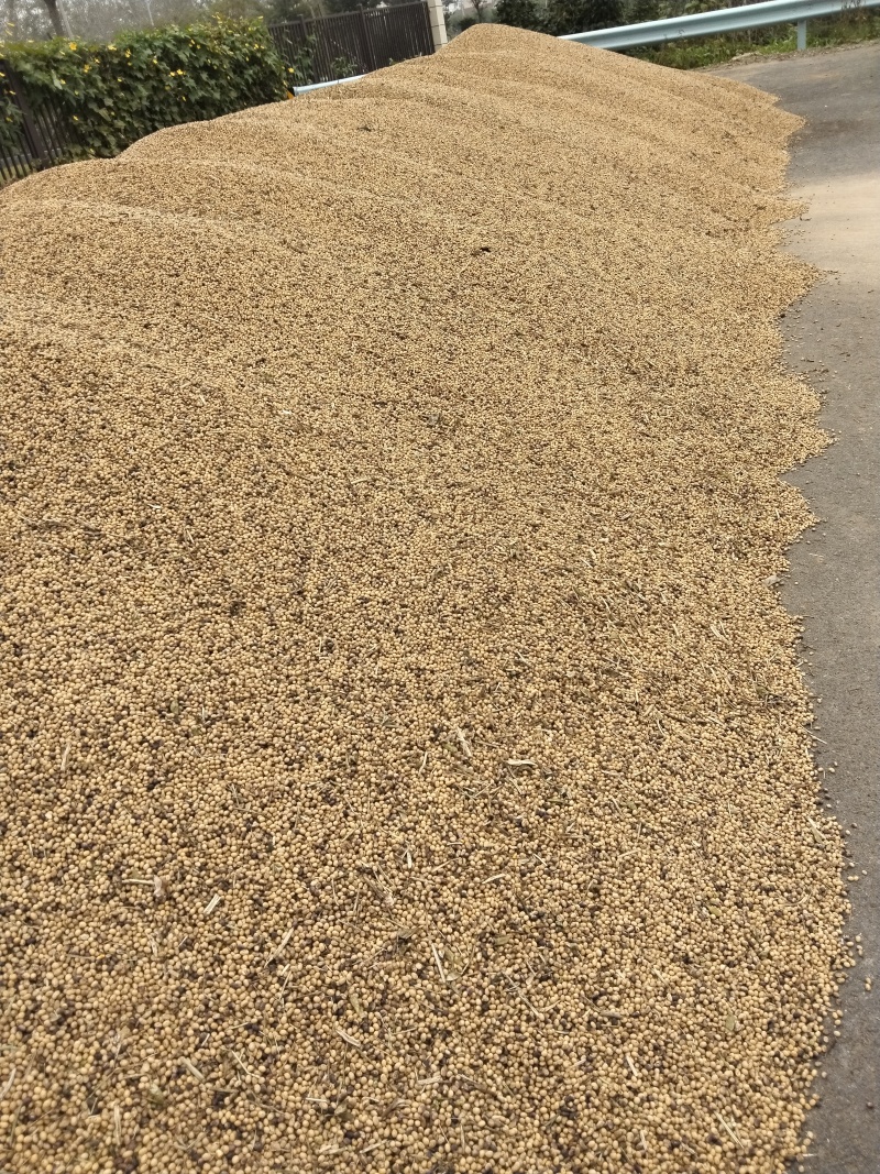 黄豆，水分9，蛋白48，皮毛油亮干净，货原充足，长年有货