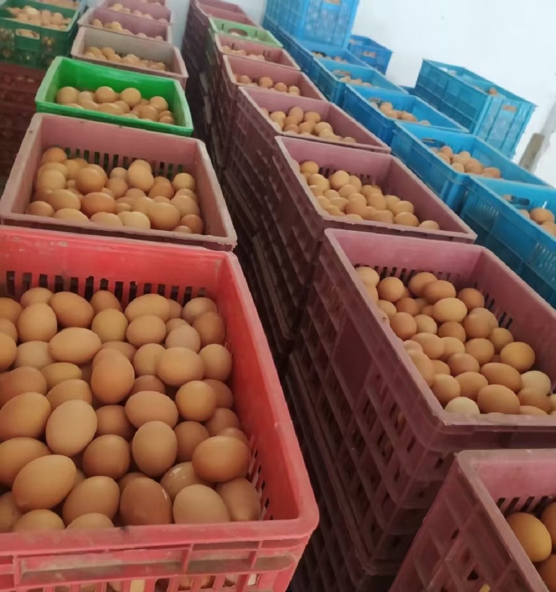 新鲜鸡蛋批发红蛋粉蛋土鸡蛋全国发货破损包赔