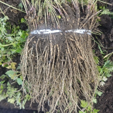 岷县当归种苗自有基地价钱实惠保质保量只批发