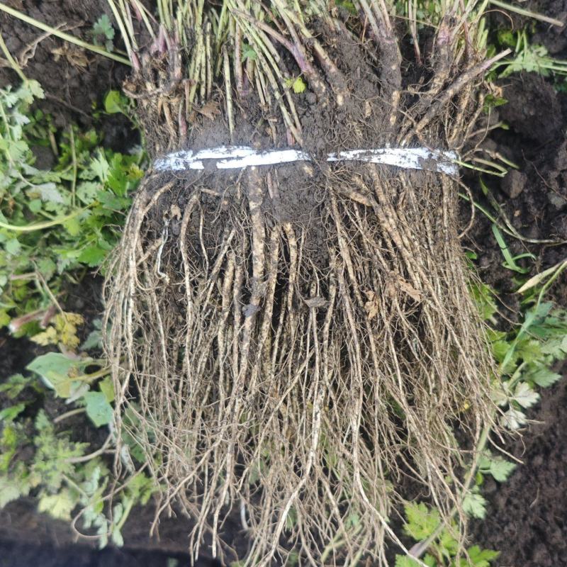 岷县当归种苗自有基地价钱实惠保质保量只批发